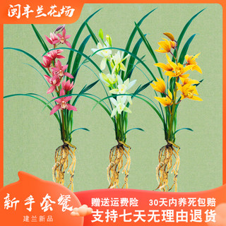 【裸根苗新手套餐】兰花苗红花盆栽花卉绿植室内阳台植物兰草名贵