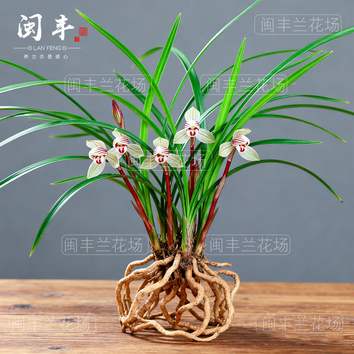 春兰红芯素兰花苗新品