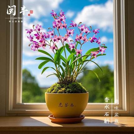 香水石斛兰花盆栽浓香型带花苞客厅办公室内绿植花卉兰花苗四季兰