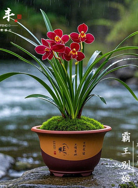 【霸王别姬】兰花苗建兰名贵盆栽花卉植物四季兰室内兰草国兰浓香