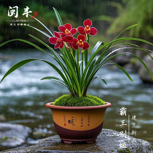 【霸王别姬】兰花苗建兰名贵