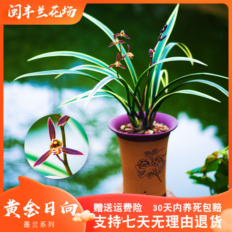 【黄金日向】兰花苗墨兰金边名贵盆栽花卉植物浓香客厅室内兰草国