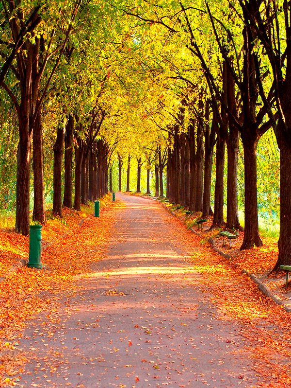 新影楼婚纱摄影照相纸主题仿真直播拍摄布 假景ins风写真复古背景