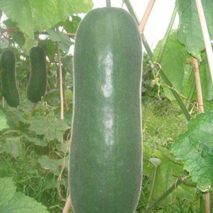 高产广东青皮冬瓜种子 青皮大冬瓜籽 老品种非转基因可留种蔬菜籽