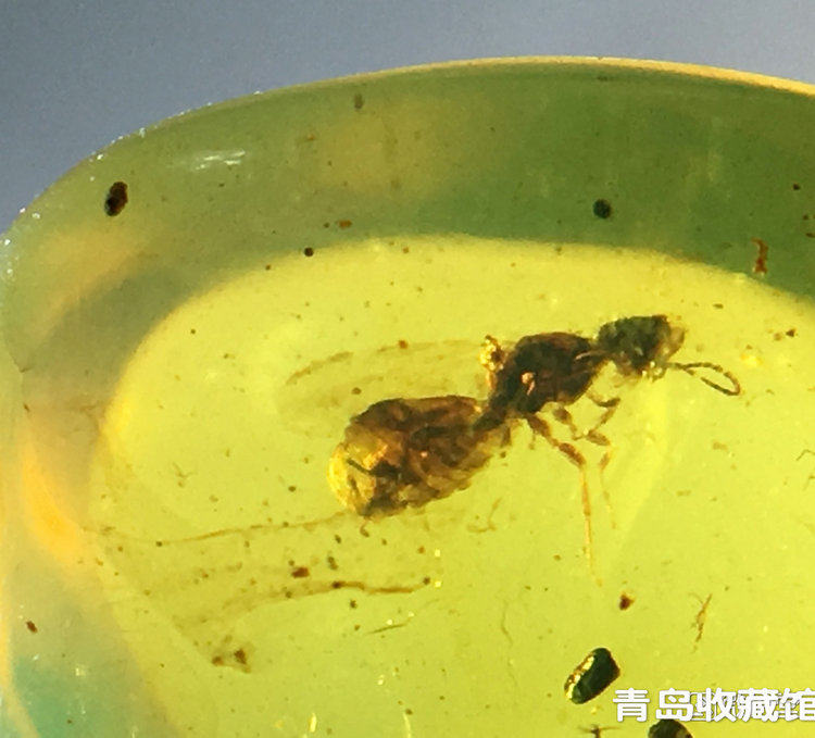 纯天然琥珀金珀虫珀史前昆虫化石随形吊坠或戒面收藏精品特惠价