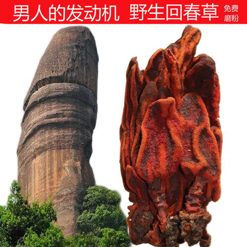 云南回春草不老草顶天柱配肉苁蓉锁阳玛卡泡酒500克