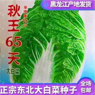 大白菜种子东北秋王大白菜籽包心菜种籽腌酸菜农家四季耐热抗病
