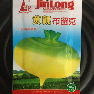 东北卜留克种子黄瓢布留克种籽恰玛古圆蔓菁芜菁圆盘菜土苤蓝蔬菜