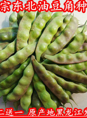 蔬菜黑龙江趴架开锅烂九月青油豆