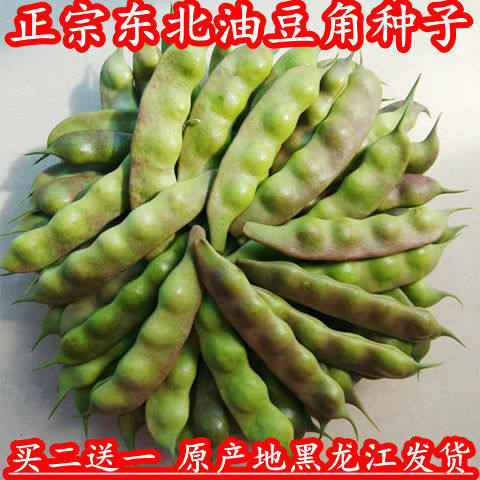 蔬菜黑龙江趴架开锅烂九月青油豆