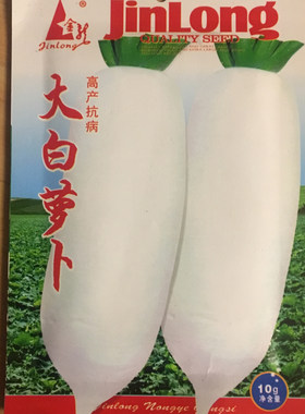 农家腌制咸菜播种四季韩国白萝卜
