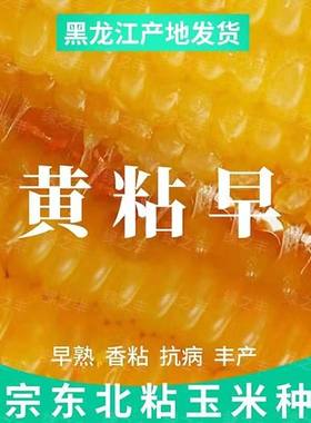 黄粘早玉米种黄粘早玉米种