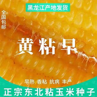 黄粘早玉米种子东北黄糯粘玉米籽黑龙江粘大棒玉米种子皮薄糯甜