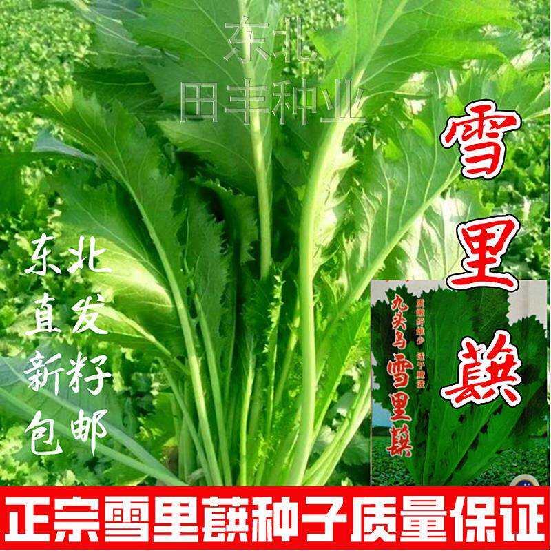 雪里蕻蔬菜种子九头鸟雪里蕻菜籽秋冬季易种雪菜霜不老芥菜子耐寒图片
