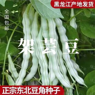 四季架芸豆种子摘不败白不老芸豆角种子九粒白耐寒耐热蔬菜种籽