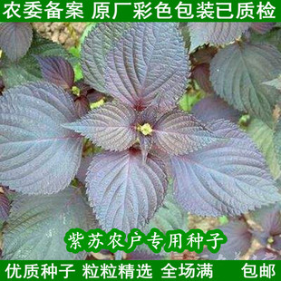 紫苏种子单面双面紫苏紫红叶苏菜籽食用蔬菜种籽家庭盆栽四季孑