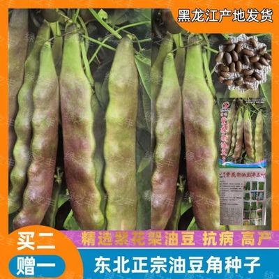 黑龙江油豆角种子东北紫花油豆籽