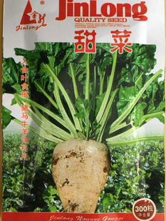 甜菜根种子紫红菜头红萝卜阳台四季播种籽金叶红叶紫黄叶蔬菜散装