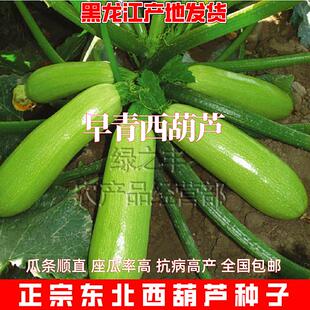 西葫芦种子正宗角瓜种籽东北茭瓜荷兰油亮翠绿抗病高产耐寒蔬菜子