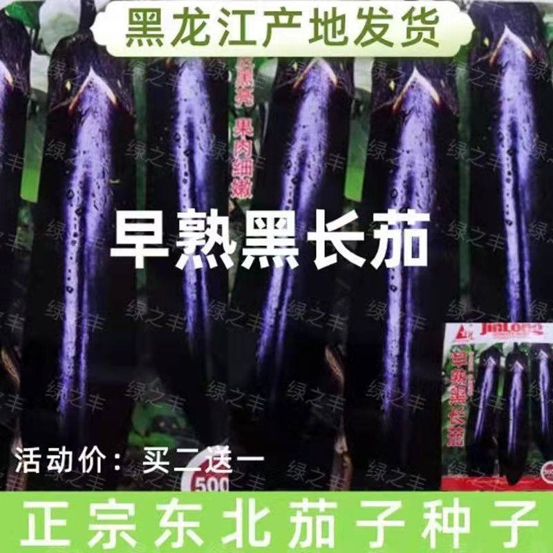 茄子种子东北黑紫色早熟长茄子籽露天大棚四季盆栽蔬菜籽抗病高产