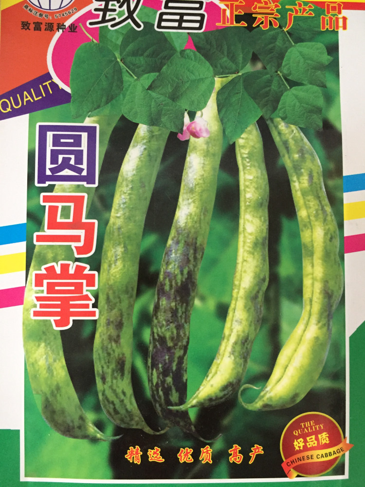 大马掌种籽圆马掌圆油豆黑龙江东北油豆角种子大宽油豆种菜蔬菜孑
