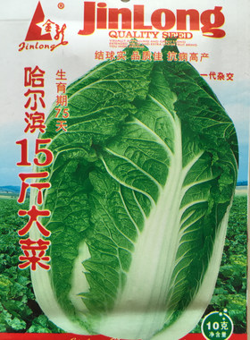 农家东北单颗夏阳秋季蔬菜种子