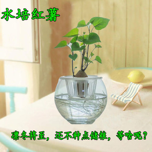 幼稚园手工Diy种植香芋盆栽火焰龟地瓜红薯大蒜生姜室内土栽水培