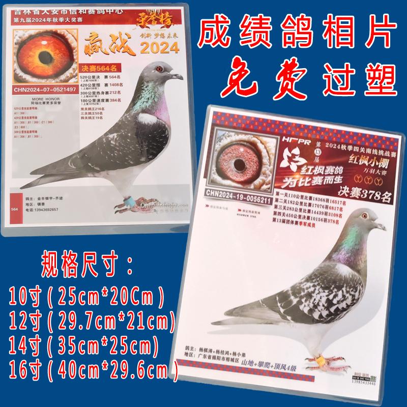赛鸽成绩照片打印过塑信鸽成绩冠军鸽纪念鸽子成绩相片来图制作