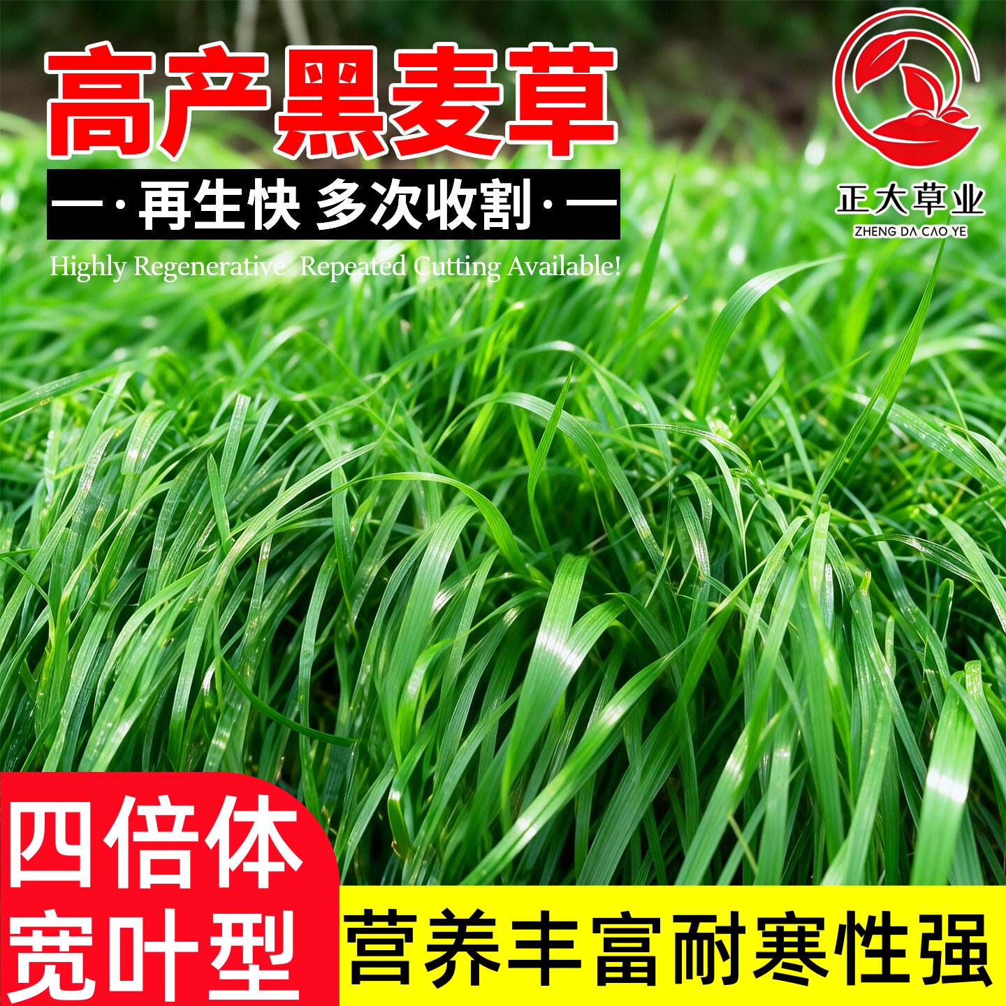 黑麦草种籽子多年生四季高产牧草种子畜牧养殖草种喂鸡牛羊鱼草