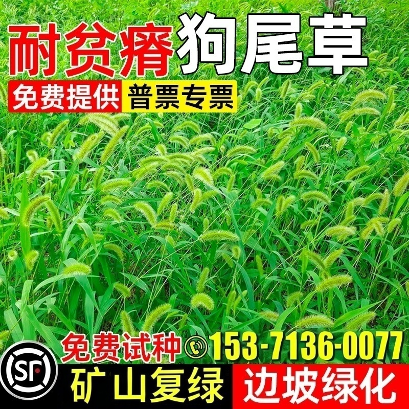狗尾巴草种子耐寒耐旱四季常青耐贫瘠护坡固土快速绿边坡绿化草籽