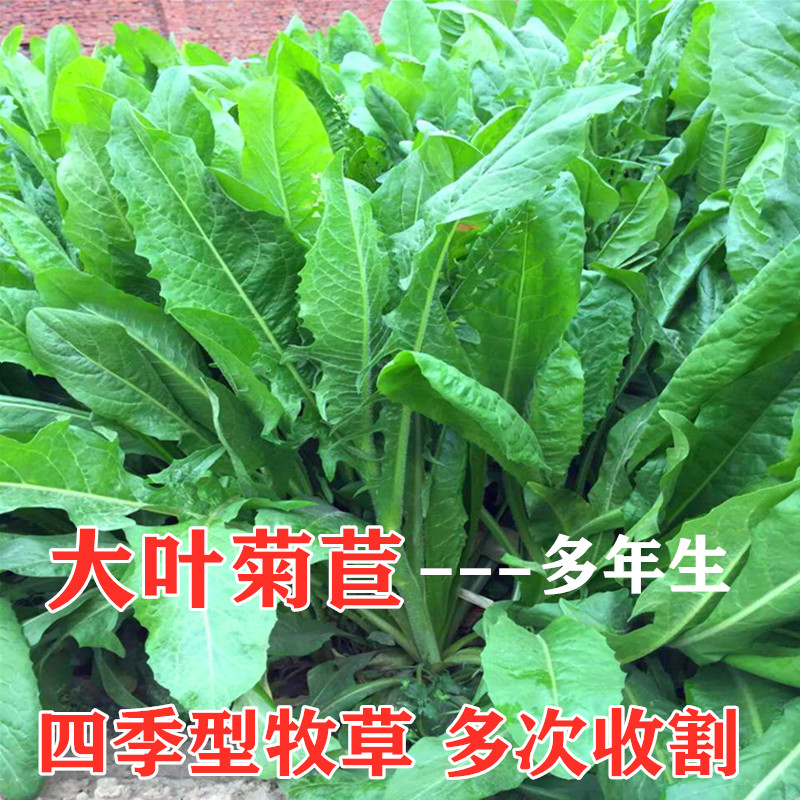 牧草四季牛羊种籽子再生大叶菊苣