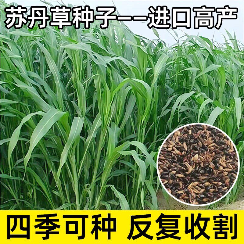 进口苏丹草种子四季养殖鸡鸭鱼鹅羊高产高丹王鱼草黑麦草牧草种籽