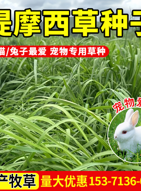 提摩西草种子提草梯牧草养兔荷兰猪豚鼠等多年生牧草种子宠物口粮