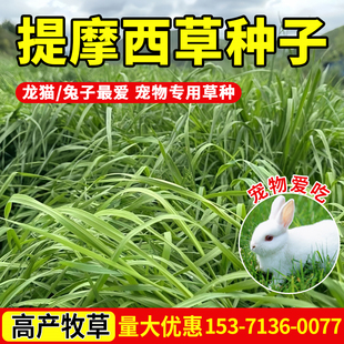 提摩西草种子提草梯牧草养兔荷兰猪豚鼠等多年生牧草种子宠物口粮