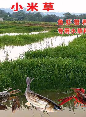 小米草种子水产养殖草鱼虾蟹雀叶稗湖南稷子牧草种籽耐水淹草种籽