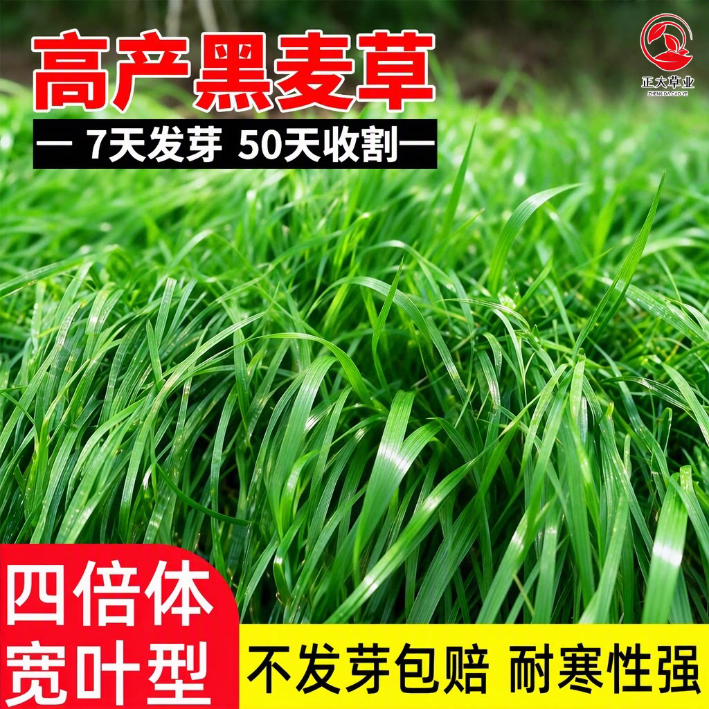 黑麦草种子多年生四季高产耐寒牧草畜牧养殖喂鸡牛羊鱼草牧草种籽