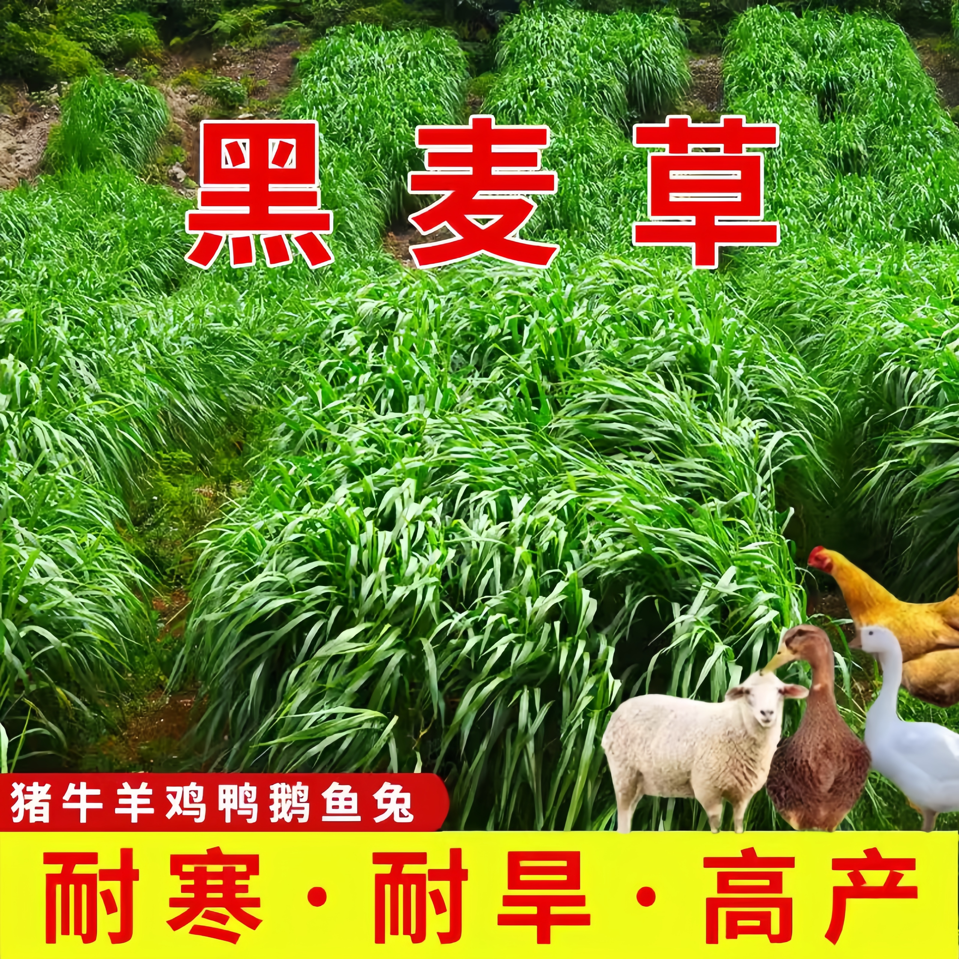 耐寒黑麦草种子鱼草种籽牧草种子多年生喂养畜牧牛羊草种籽四季青