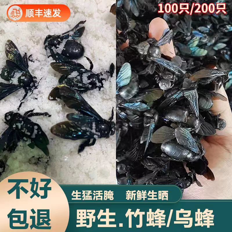 野生乌竹蜂乌蜂熊蜂象蜂大咸竹蜂200只广西农产品泡水煲汤材料
