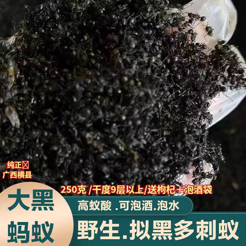 广西大黑蚂蚁干正品野生拟黑多刺蚁黑蚂蚁250g养生泡酒食用可磨粉