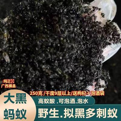 广西黑蚂蚁泡酒料药材食用