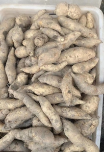 广东封开现挖红薯新鲜农家自种杏花黄心番薯板栗黄薯粉甜小番薯