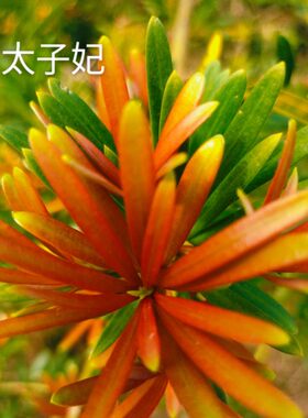 正宗海岛红芽太子妃紫真趣贵妃海岛红真趣罗汉松盆景原生扦插苗