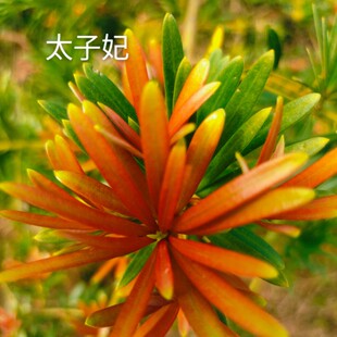 正宗海岛红芽太子妃紫真趣贵妃海岛红真趣罗汉松盆景原生扦插苗