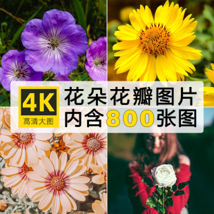 高清摄影花瓣特写4K摄影照片壁纸图集图片素材海报ps设计绘画参考