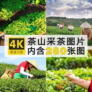 高清茶山采茶图片安溪铁观音高山茶园风景嫩芽炒茶摄影照JPG素材