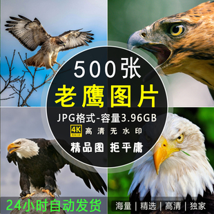 4K高清老鹰图片雄鹰展翅白头海雕秃鹫隼猛禽摄影照电脑壁纸ps素材
