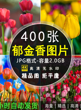 郁金香图片花海花田自媒体抖音摄影背景壁纸美工设计素材高清大图