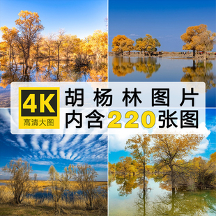 高清胡杨林图片大漠内蒙古额济纳沙漠树木植物风景实拍摄影PS素材