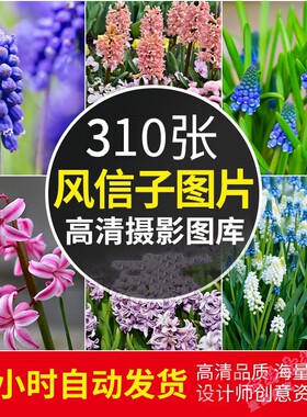 4K高清风信子图片粉红白紫色花卉植物自然唯美清新照片壁纸ps素材