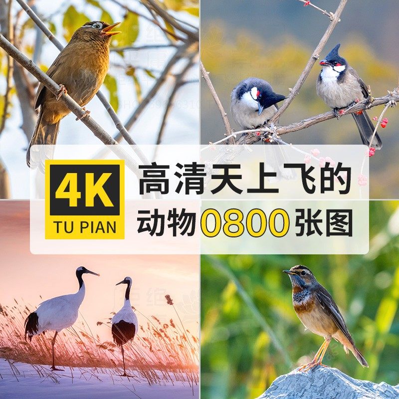 高清4K图库鸟类动物电脑桌面壁纸背景大图PS设计摄影图片参考素材怎么看?